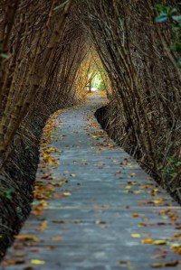 Boardwalk through the mangrove forest
